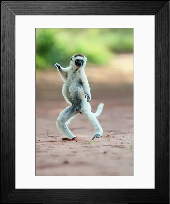 Framed Print : Verreaux's sifaka (Propithecus verreauxi) skipping across open space in spiny forest Framed Print : Verreaux's sifaka (Propithecus verreauxi) skipping across open space in spiny forest