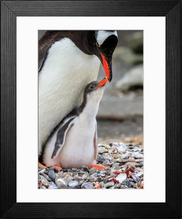 Framed Print : Adventure Adventure Travel Aitcho Island Aitcho Islands Framed Print : Adventure Adventure Travel Aitcho Island Aitcho Islands
