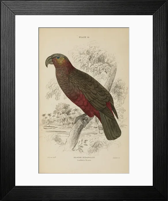 Framed Print : 1835 Antique Art Biology Bird Birds Classification