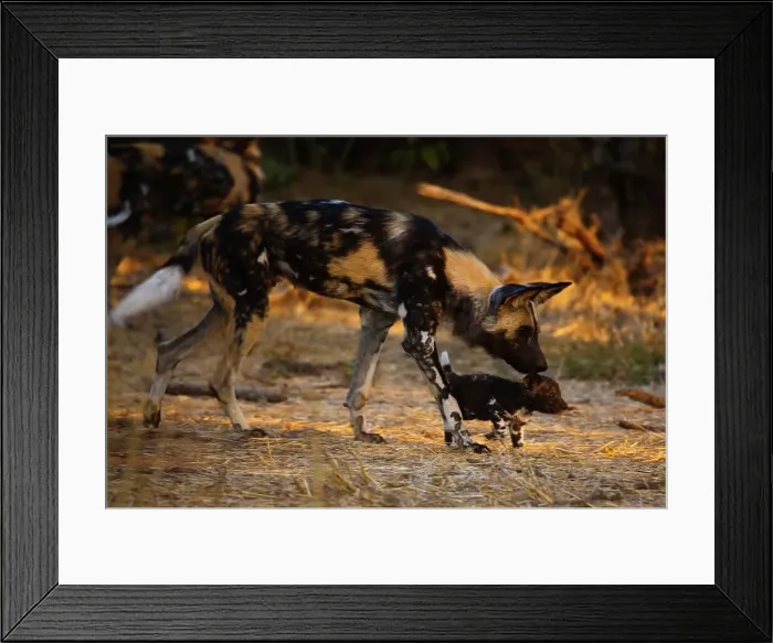 Framed Print : Wild Dog (Lycaon pictus). Northern Tuli Game Reserve