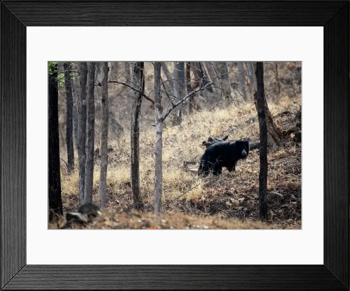 Framed Print : Sloth bear (Melursus ursinus) in a forest Framed Print : Sloth bear (Melursus ursinus) in a forest