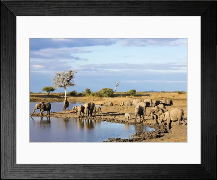 Framed Print : African Elephant (Loxodonta africana)