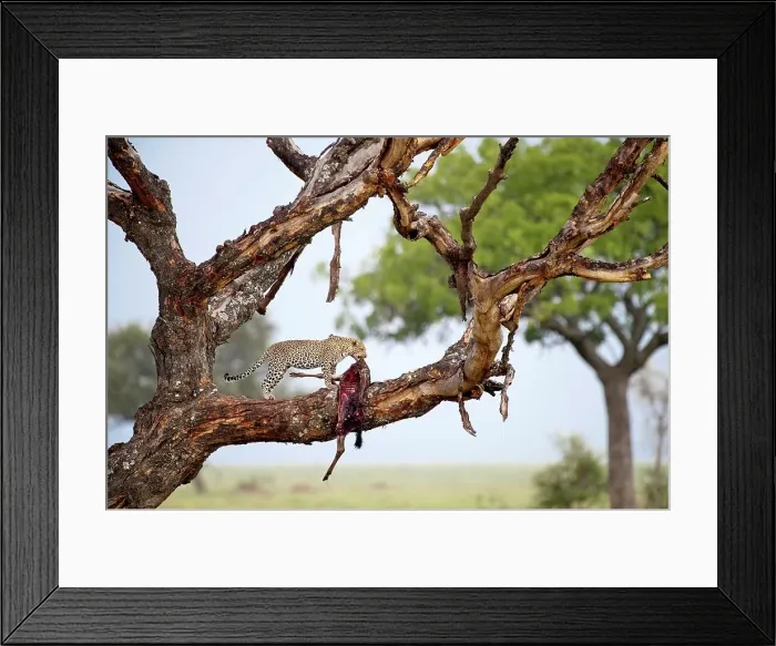 Framed Print : Female leopard (Panthera pardus) feeding on a wildebeest kill dragged into a tree