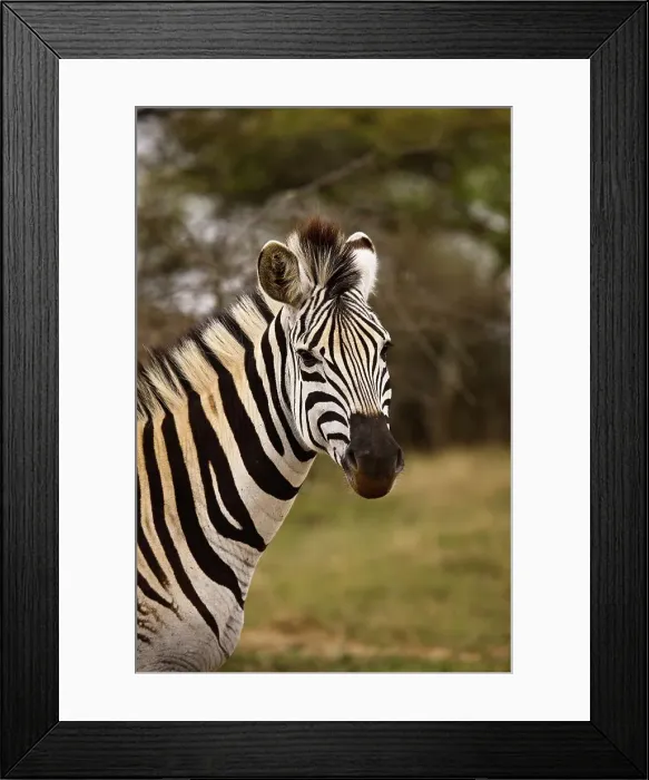 Framed Print : Burchell's Zebra (Equus burchelli) Hluhluwe iMfolozi Park Framed Print : Burchell's Zebra (Equus burchelli) Hluhluwe iMfolozi Park