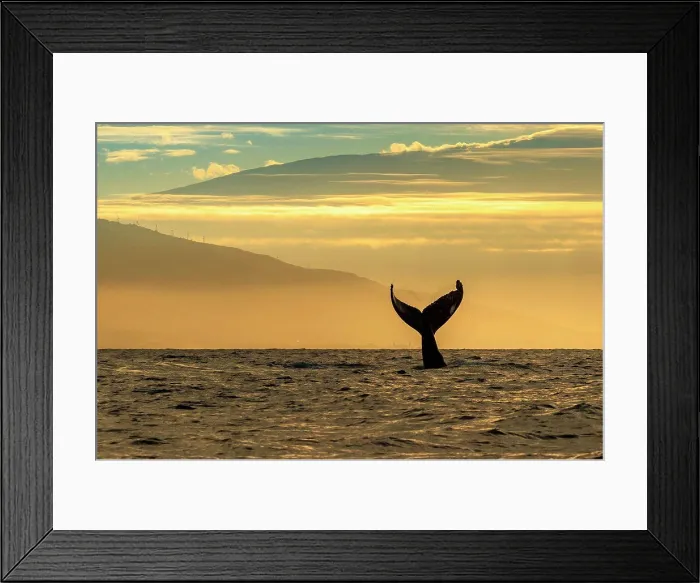 Framed Print : Whale tale, Humpback Whale (Megaptera novaeangliae) lifts its fluke at sunrise, Maui, Hawaii
