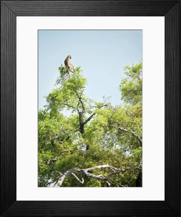 Framed Print : Yellow baboon (Papio cynocephalus) acting as look out for the troop from a tree top Framed Print : Yellow baboon (Papio cynocephalus) acting as look out for the troop from a tree top