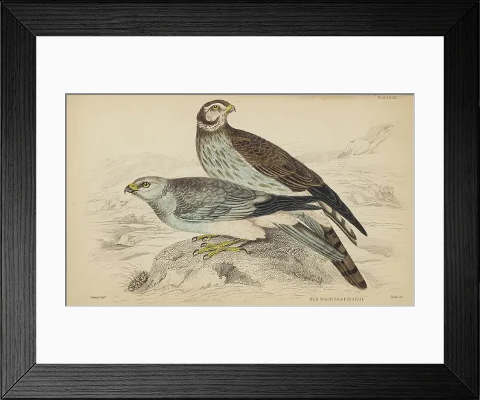 Framed Print : 1835 Antique Art Biology Bird Birds Classification Framed Print : 1835 Antique Art Biology Bird Birds Classification
