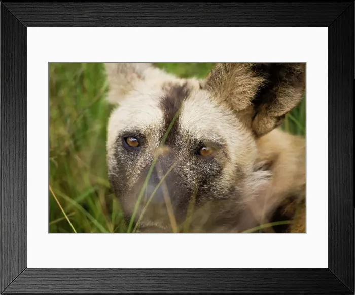 Framed Print : Wild Dogs (Lycaon pictus). Gauteng. South Africa Framed Print : Wild Dogs (Lycaon pictus). Gauteng. South Africa