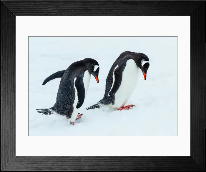 Framed Print : Antarctica Climate Change Courtship Gentoo Penguin Framed Print : Antarctica Climate Change Courtship Gentoo Penguin