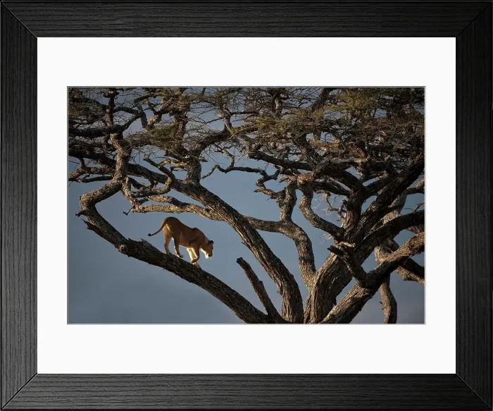 Framed Print : Low angle view of Female African lion (Panthera leo) walking in tree Framed Print : Low angle view of Female African lion (Panthera leo) walking in tree