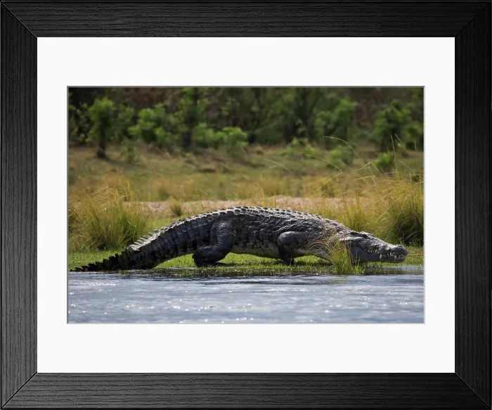 Framed Print : Nile Crocodile (Crocodylus niloticus) walking. Lower Zambezi National Park. Zambia Framed Print : Nile Crocodile (Crocodylus niloticus) walking. Lower Zambezi National Park. Zambia