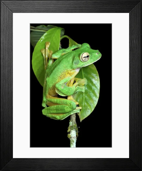 Framed Print : Wallace's Flying frog (Rhacophorus nigropalmatus)
