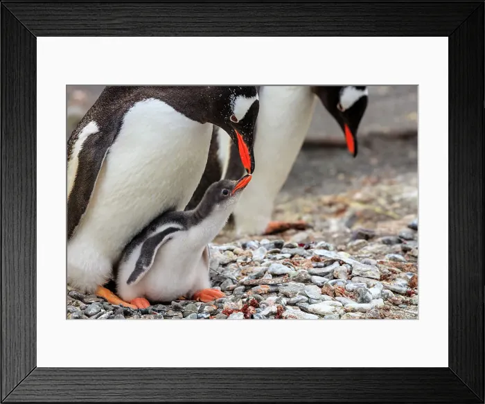 Framed Print : Adventure Adventure Travel Aitcho Island Aitcho Islands Framed Print : Adventure Adventure Travel Aitcho Island Aitcho Islands