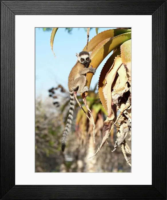 Framed Print : Infant Ring-Tailed lemur (Lemur catta) climbing on Aloe in spiny forest