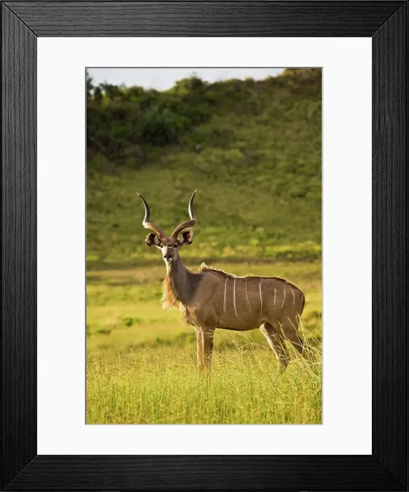 Framed Print : Kudu (Tragelaphus strepsiceros) Framed Print : Kudu (Tragelaphus strepsiceros)