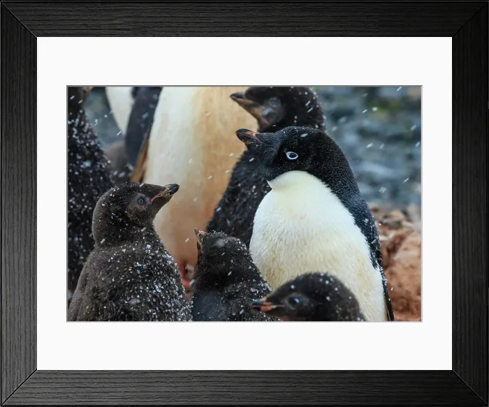 Framed Print : Adelie Penguin Adelie Penguins Snow Flakes Antarctic Peninsula Framed Print : Adelie Penguin Adelie Penguins Snow Flakes Antarctic Peninsula