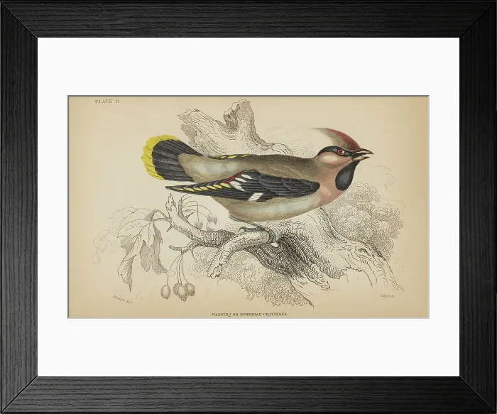 Framed Print : 1835 Antique Art Biology Bird Birds Classification Framed Print : 1835 Antique Art Biology Bird Birds Classification