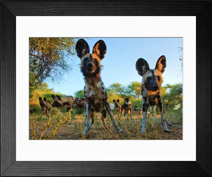 Framed Print : Wild Dog (Lycaon pictus). Northern Tuli Game Reserve Framed Print : Wild Dog (Lycaon pictus). Northern Tuli Game Reserve