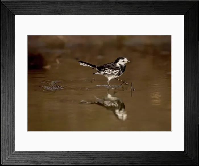 Framed Print : UK, England, Pied Wagtail (Motacilla alba) reflection in water pool Framed Print : UK, England, Pied Wagtail (Motacilla alba) reflection in water pool