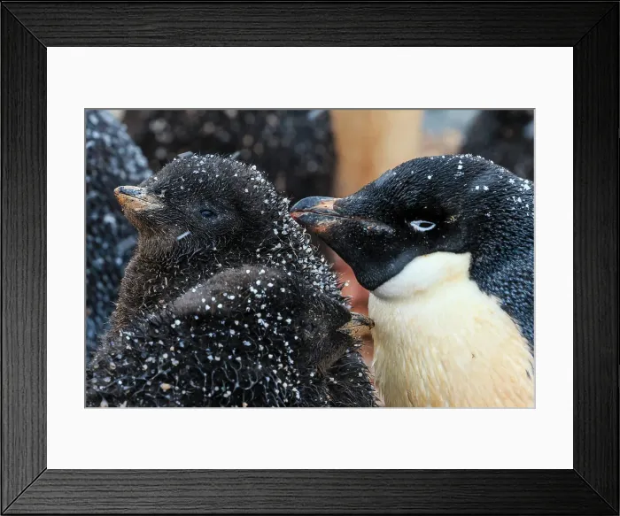 Framed Print : Adelie Penguin Adelie Penguins Snow Flakes Antarctic Peninsula Framed Print : Adelie Penguin Adelie Penguins Snow Flakes Antarctic Peninsula