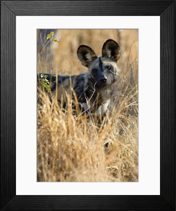 Framed Print : Wild Dog (Lycaon pictus). Hoedspruit Conservation Centre Framed Print : Wild Dog (Lycaon pictus). Hoedspruit Conservation Centre