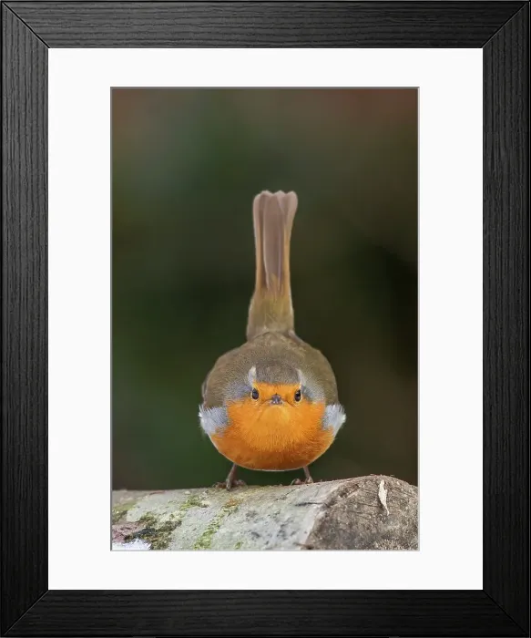 Framed Print : UK, England, Robin (European Eritharcus rubercula) Framed Print : UK, England, Robin (European Eritharcus rubercula)