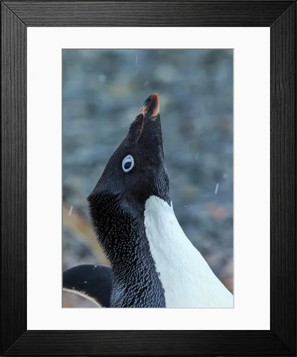 Framed Print : Adelie penguins (Pygoscelis adeliae) portrait on Torguson Island, near Palmer Station, Antarctica Framed Print : Adelie penguins (Pygoscelis adeliae) portrait on Torguson Island, near Palmer Station, Antarctica