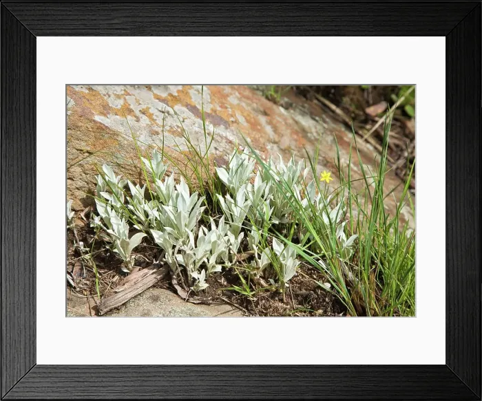 Framed Print : Helichrysum oreophilum. The Cavern Framed Print : Helichrysum oreophilum. The Cavern