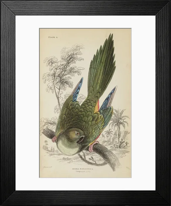 Framed Print : 1835 Antique Art Biology Bird Birds Classification