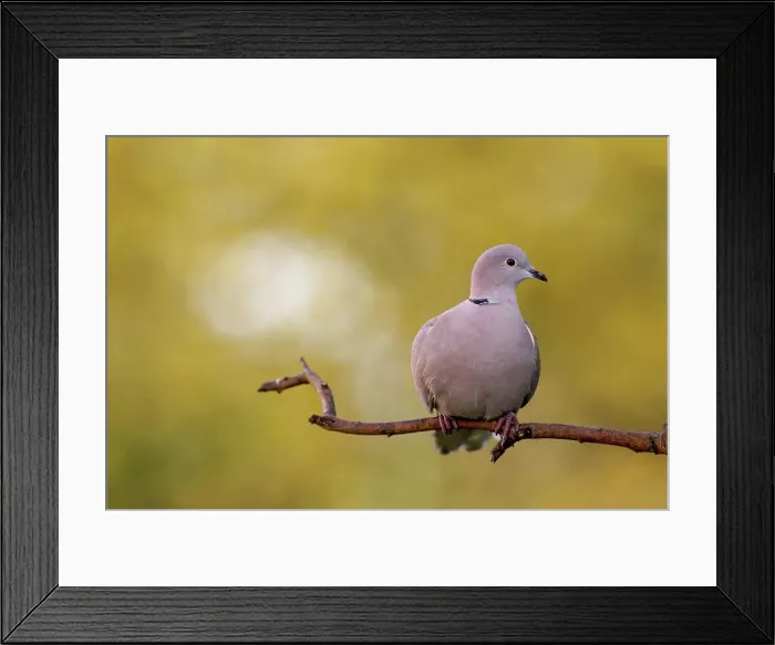 Framed Print : UK, England, Collared Dove (Streptopelia decaocto) on perch