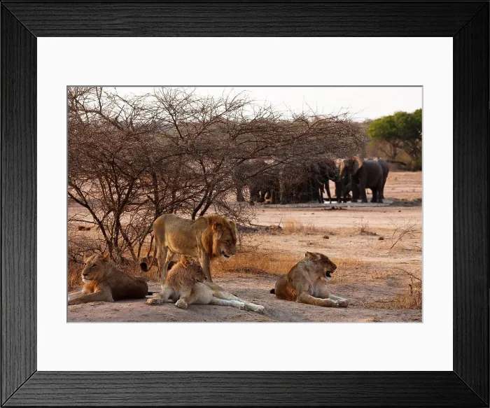 Framed Print : Lion (Panthera leo) and elephant (loxodonta africana) at a waterhole Framed Print : Lion (Panthera leo) and elephant (loxodonta africana) at a waterhole