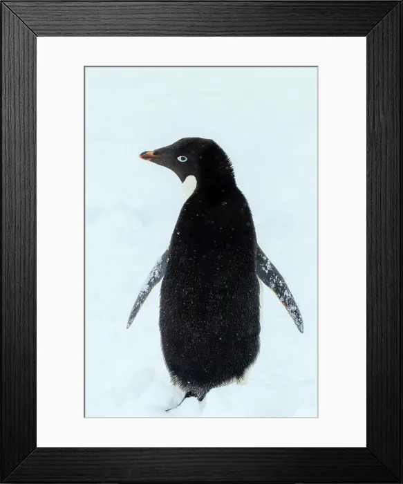 Framed Print : Adelie Penguin Antarctic Peninsula Antarctica