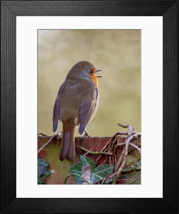 Framed Print : UK, England, Robin (European Eritharcus rubercula) singing Framed Print : UK, England, Robin (European Eritharcus rubercula) singing