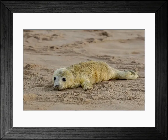 Framed Print : UK, England, Grey Seal (Halichoerus grypus) newborn pup Framed Print : UK, England, Grey Seal (Halichoerus grypus) newborn pup