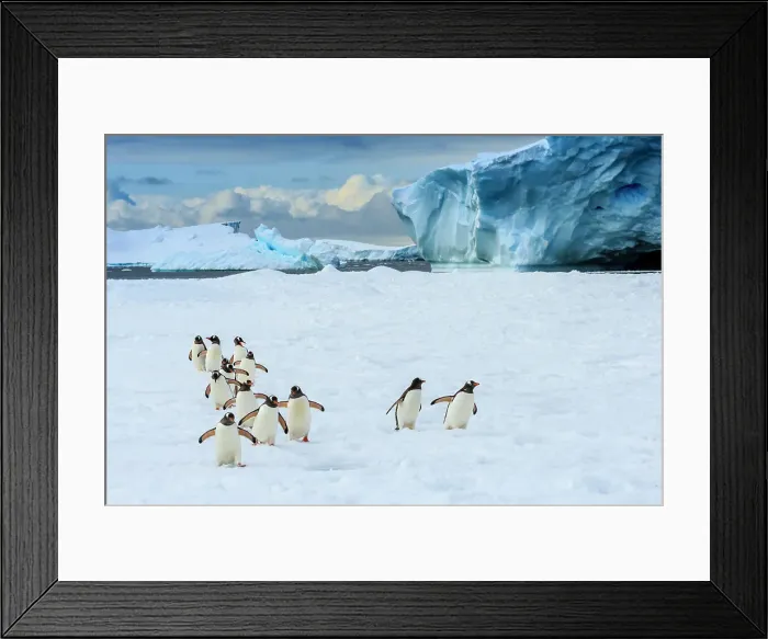 Framed Print : Adventure Adventure Travel Antarctica Climate Change Framed Print : Adventure Adventure Travel Antarctica Climate Change