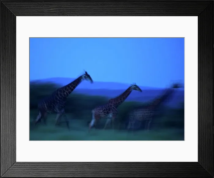 Framed Print : Giraffe Giraffa Camelopardalis} Framed Print : Giraffe Giraffa Camelopardalis}