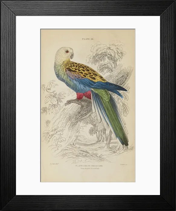 Framed Print : 1835 Antique Art Biology Bird Birds Classification Framed Print : 1835 Antique Art Biology Bird Birds Classification