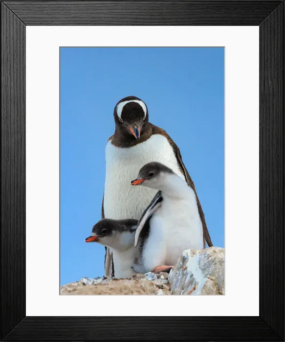 Framed Print : Adventure Adventure Travel Antarctic Peninsula