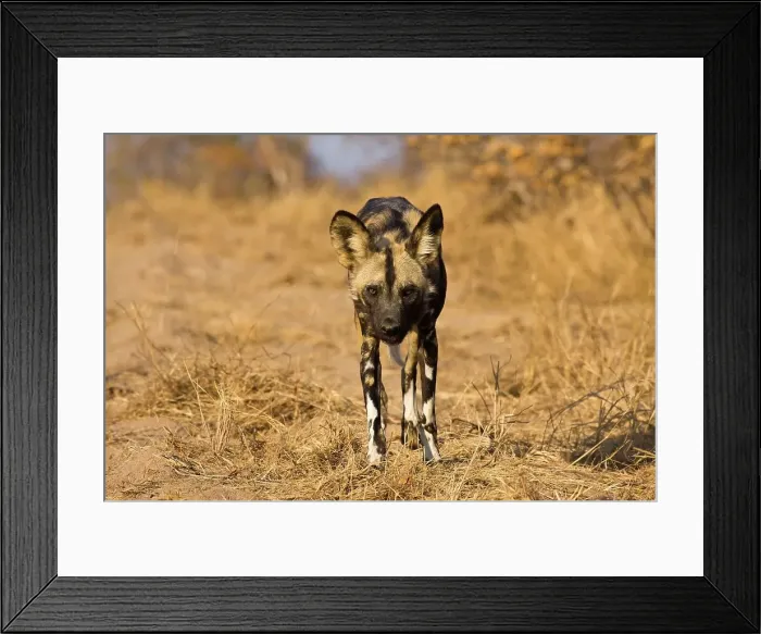 Framed Print : Wild Dog (Lycaon pictus). Hoedspruit Conservation Centre Framed Print : Wild Dog (Lycaon pictus). Hoedspruit Conservation Centre