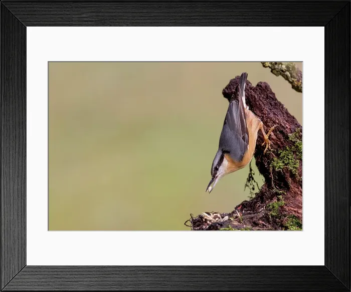 Framed Print : UK, England, Nuthatch (Sitta Europaea) on tree trunk Framed Print : UK, England, Nuthatch (Sitta Europaea) on tree trunk