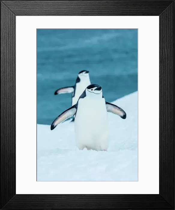 Framed Print : Antarctica Chinstrap Penguins Climate Change Framed Print : Antarctica Chinstrap Penguins Climate Change