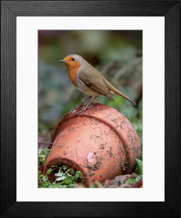 Framed Print : UK, England, Robin (European Eritharcus rubercula) Framed Print : UK, England, Robin (European Eritharcus rubercula)