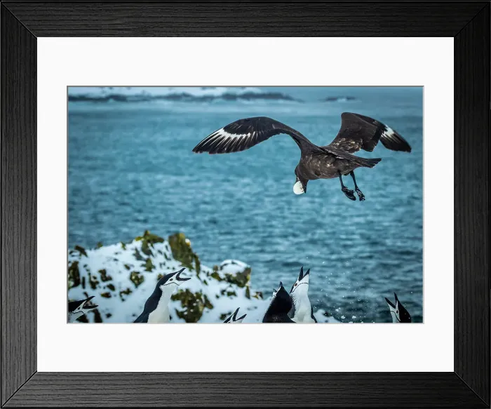 Framed Print : Antarctica Brown Skua Chinstrap Penguins Climate Change Framed Print : Antarctica Brown Skua Chinstrap Penguins Climate Change