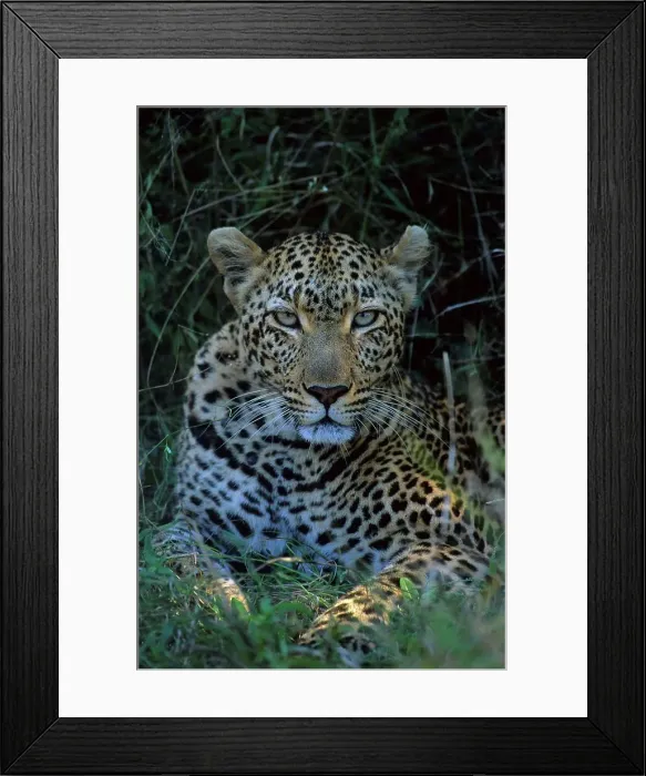 Framed Print : Leopard (Panthera pardus). Portrait Framed Print : Leopard (Panthera pardus). Portrait