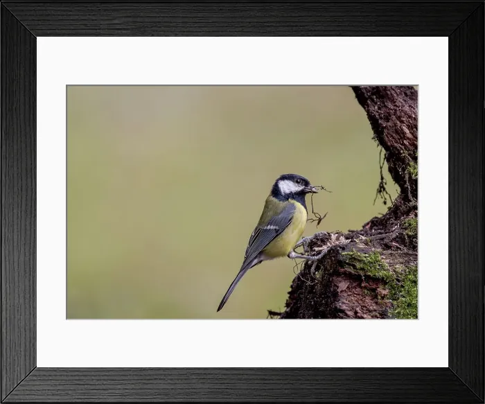 Framed Print : UK, England, Great Tit (Parus major) feeding off tree stump Framed Print : UK, England, Great Tit (Parus major) feeding off tree stump