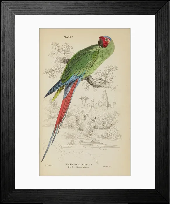 Framed Print : 1835 Antique Art Biology Bird Birds Classification Framed Print : 1835 Antique Art Biology Bird Birds Classification