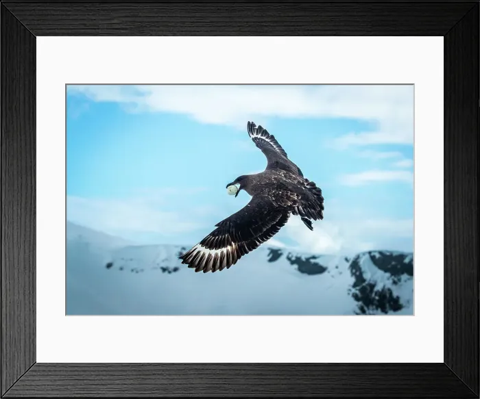 Framed Print : Antarctica Brown Skua Chinstrap Penguins Climate Change Framed Print : Antarctica Brown Skua Chinstrap Penguins Climate Change