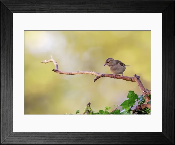 Framed Print : UK, England, Chaffinch (Fringilla coelebs)