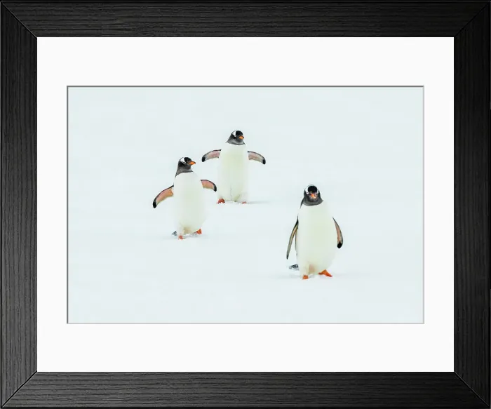 Framed Print : Antarctica Climate Change Gentoo Penguin Global Warming Framed Print : Antarctica Climate Change Gentoo Penguin Global Warming