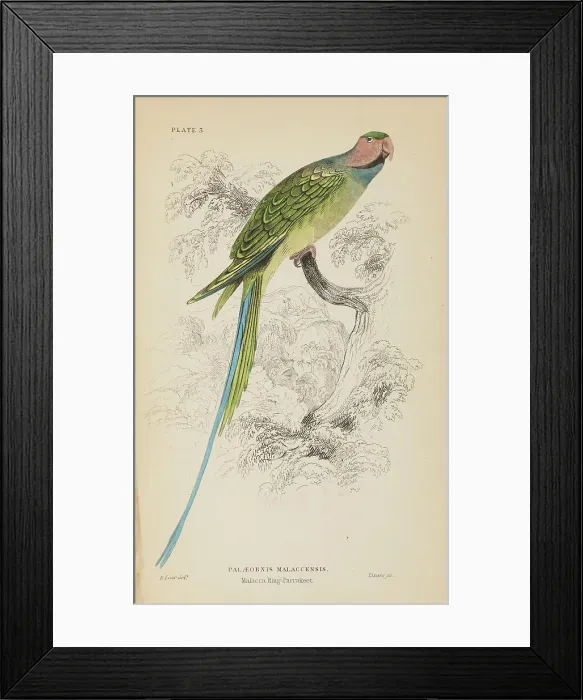Framed Print : 1835 Antique Art Biology Bird Birds Classification Framed Print : 1835 Antique Art Biology Bird Birds Classification